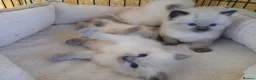 Ragdoll cats for sale: GCCF Ragdoll kittens available 28th June.  - Advert 3