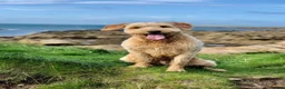 Goldendoodle dogs for sale: Standard F2 Golden Doodle Puppies - Advert 1