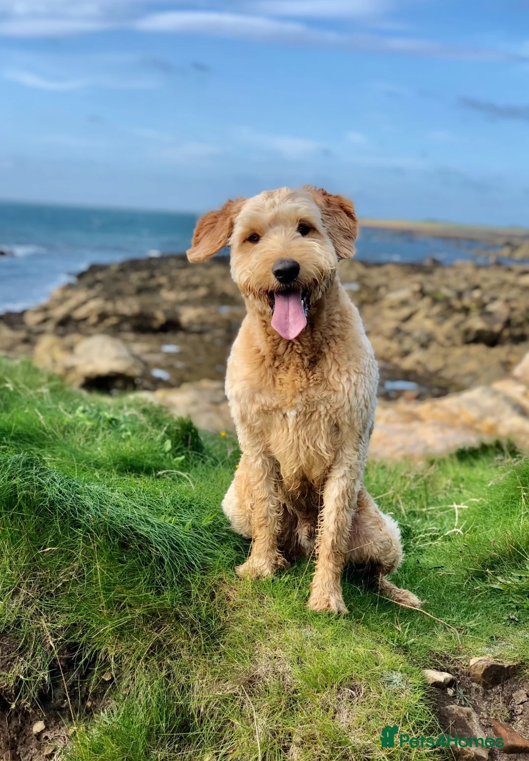 Goldendoodle dogs for sale: Standard F2 Golden Doodle Puppies - Advert 1