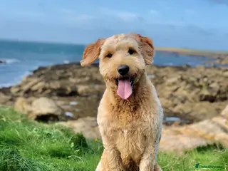 Goldendoodle dogs Standard F2 Golden Doodle Puppies - Advert 6