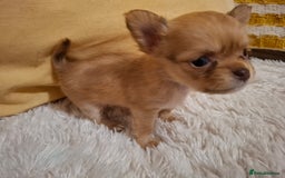 Chihuahua dogs for sale: Beautiful High Quality Long Coat Chihuahua Puppies - Image 7