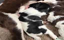 English Springer Spaniel dogs for sale: Springer spaniel puppies for sale  - Image 5