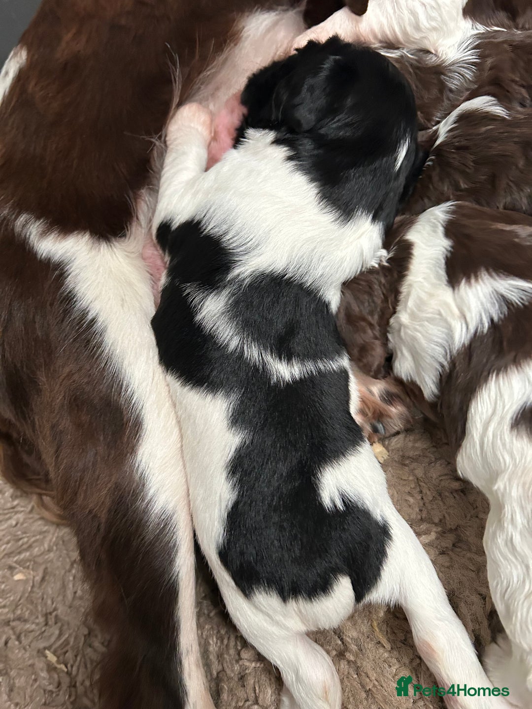 English Springer Spaniel dogs for sale: Springer spaniel puppies for sale  - Image 5