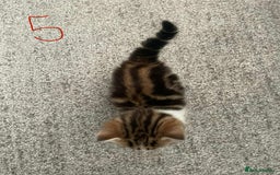 Domestic Shorthair cats for sale: Mixed litter domestic shorthair - Image 11