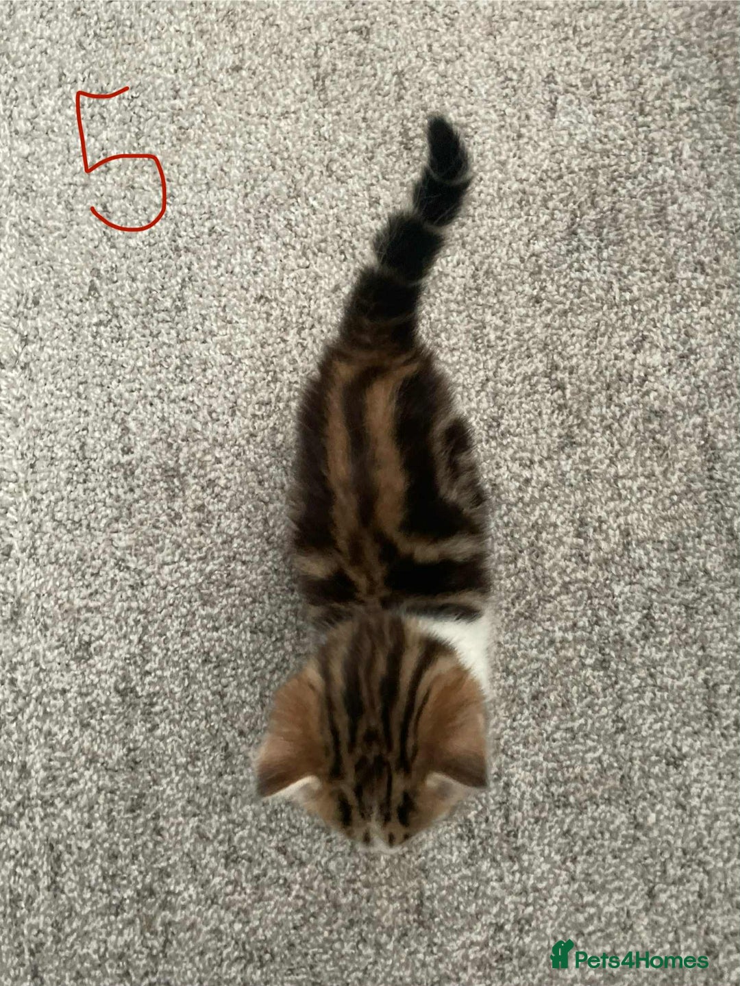 Domestic Shorthair cats for sale: Mixed litter domestic shorthair - Image 11