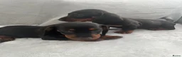 Miniature Dachshund dogs for sale: Dachshund boys in Coventry - Advert 11