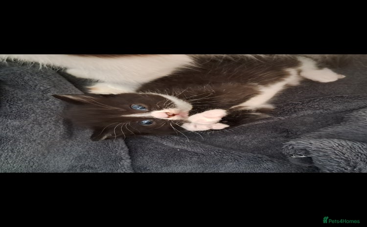 Mixed Breed cats - Advert 4