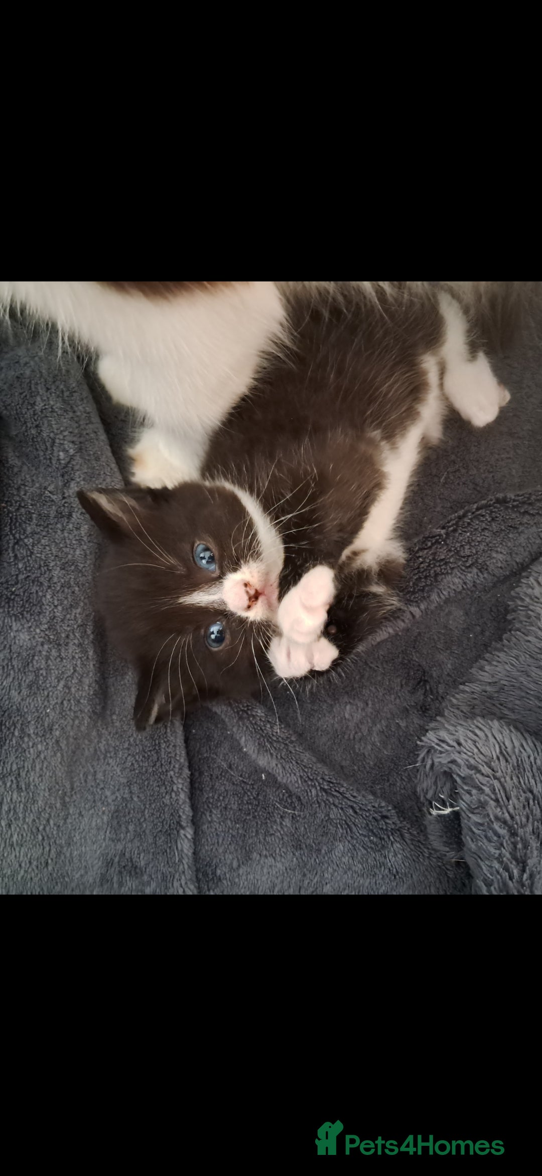 Mixed Breed cats for sale: Beautiful female kitten - Image 1