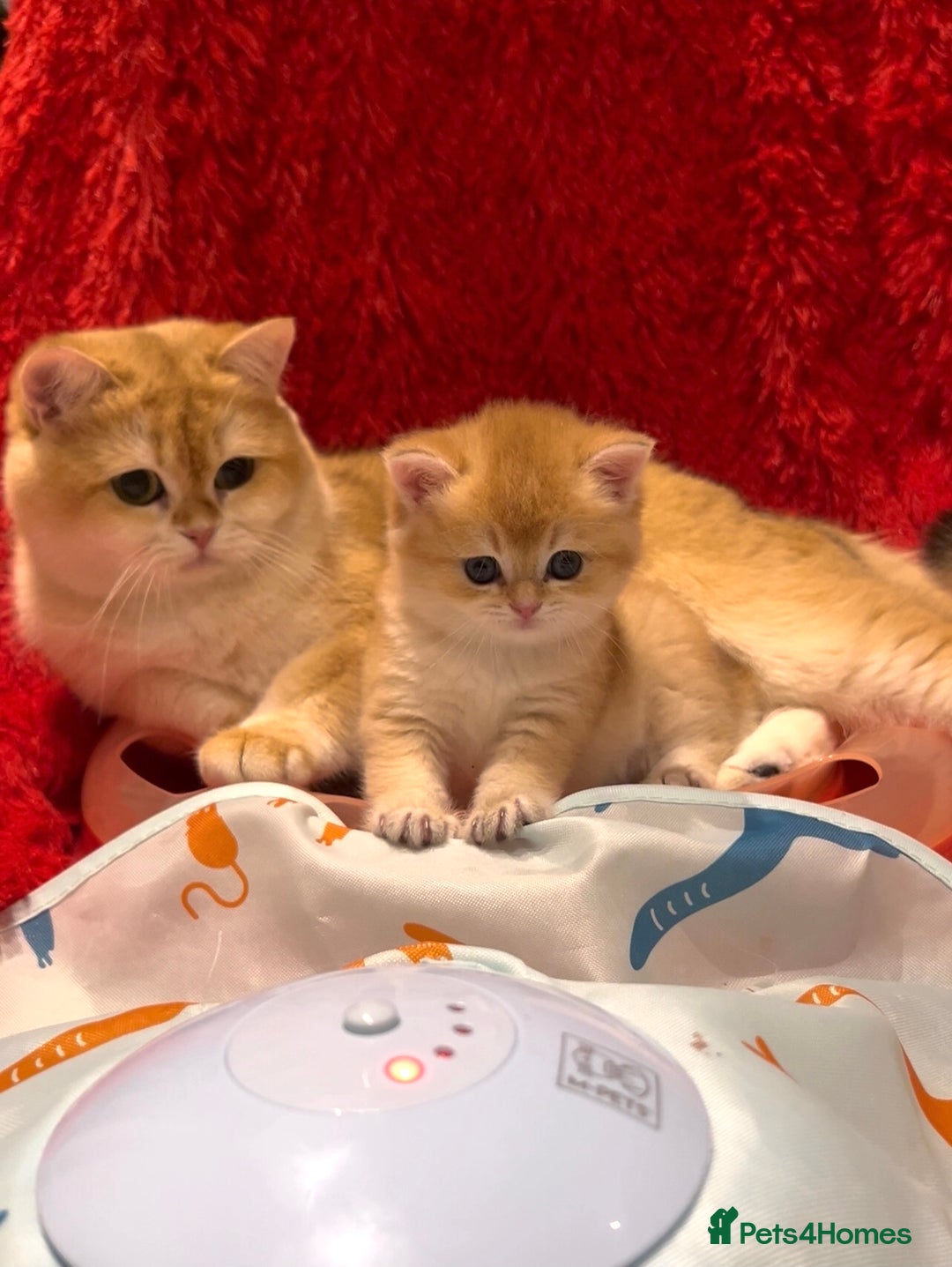 British Shorthair cats for sale: 🧿Luxurious Exclusive Golden BSH girl ready20.12 ✨ - Advert 8