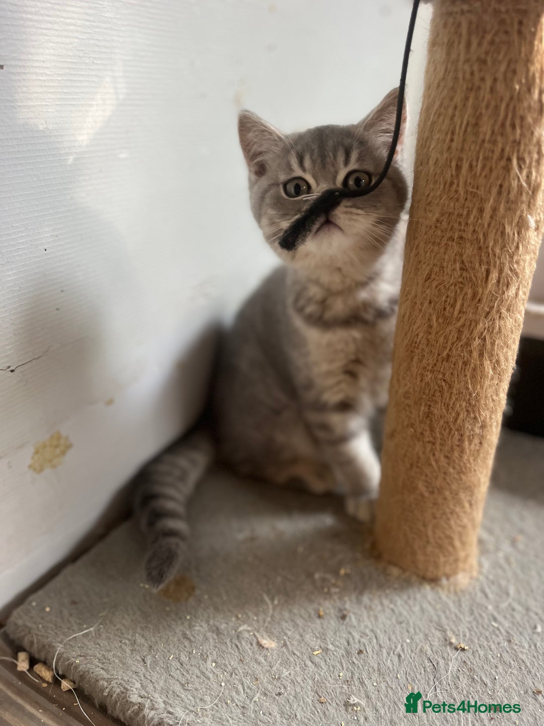 British Shorthair cats for sale: Gorgeous blue  British shorthairs  - Image 5