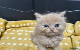 Mixed Breed cats for sale: £100 mixed persian + tortoise shell kittens - Image 4