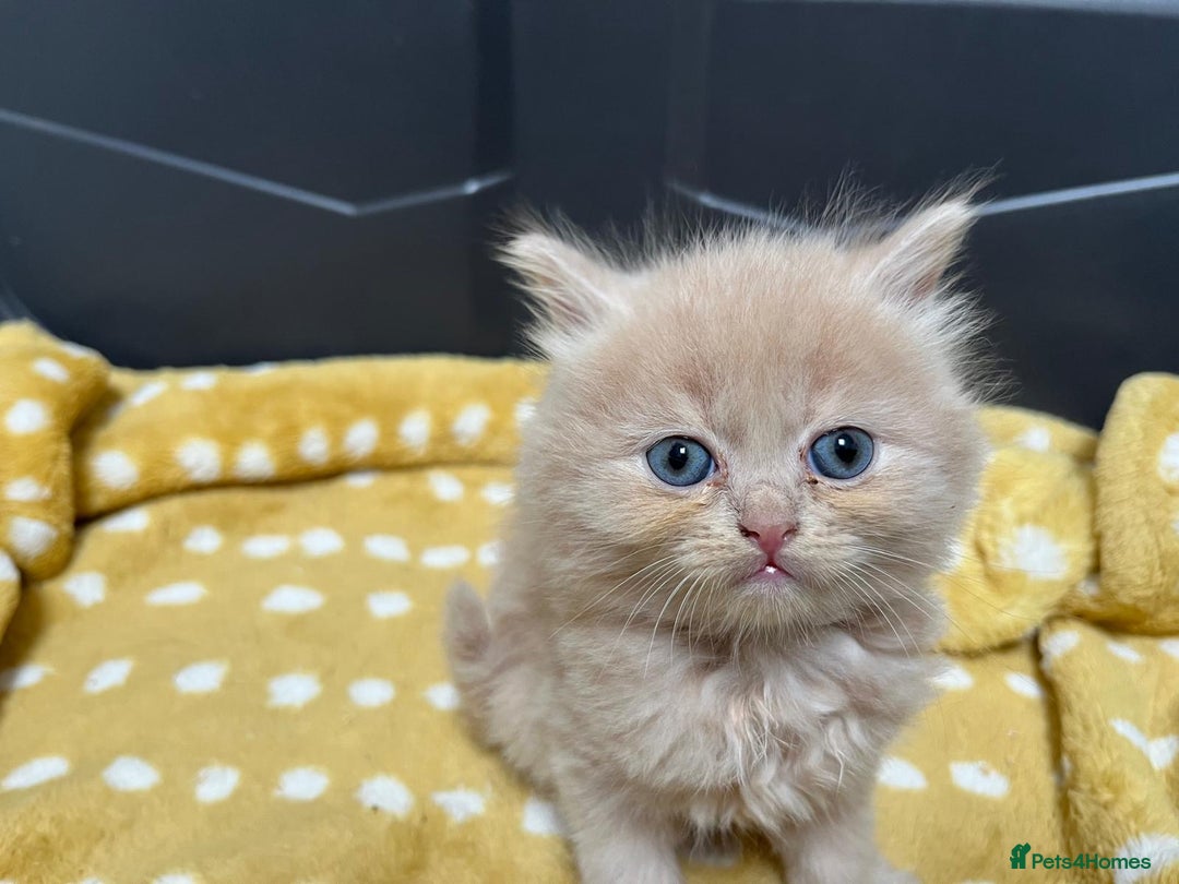 Mixed Breed cats for sale: £100 mixed persian + tortoise shell kittens - Image 4