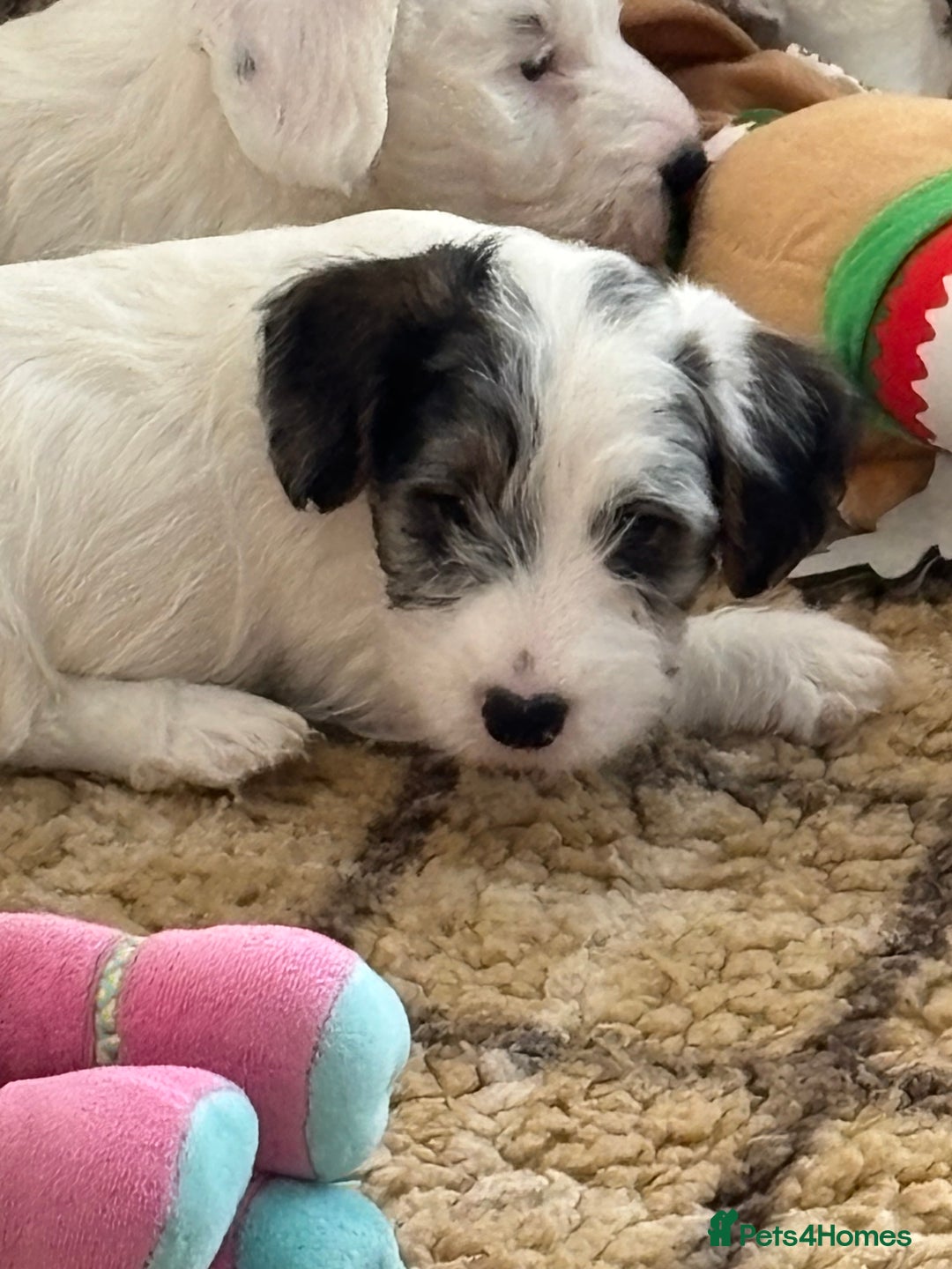 Sealyham Terrier dogs for sale: Stunning Sealyham Terriers  - Advert 23