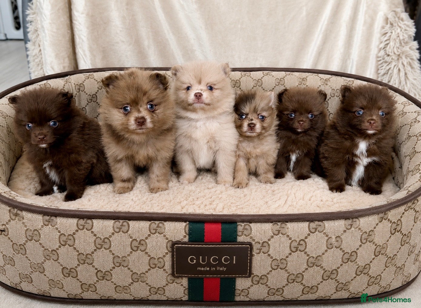Pomeranian dogs 100% POM PUPS!🐻 DNA&HEALTH TESTED!🧬 - Advert 15
