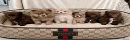 Pomeranian dogs for sale: 100% POM!🐻DNA&HEALTH TESTED!🧬 - Advert 19