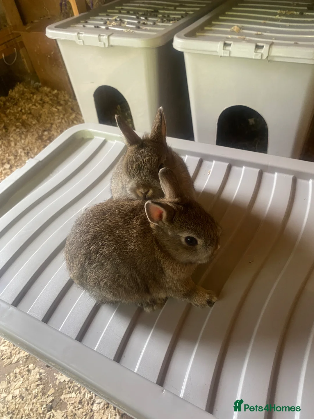 French Lop rabbits for sale: Neatherland dwarf babies  - Advert 2
