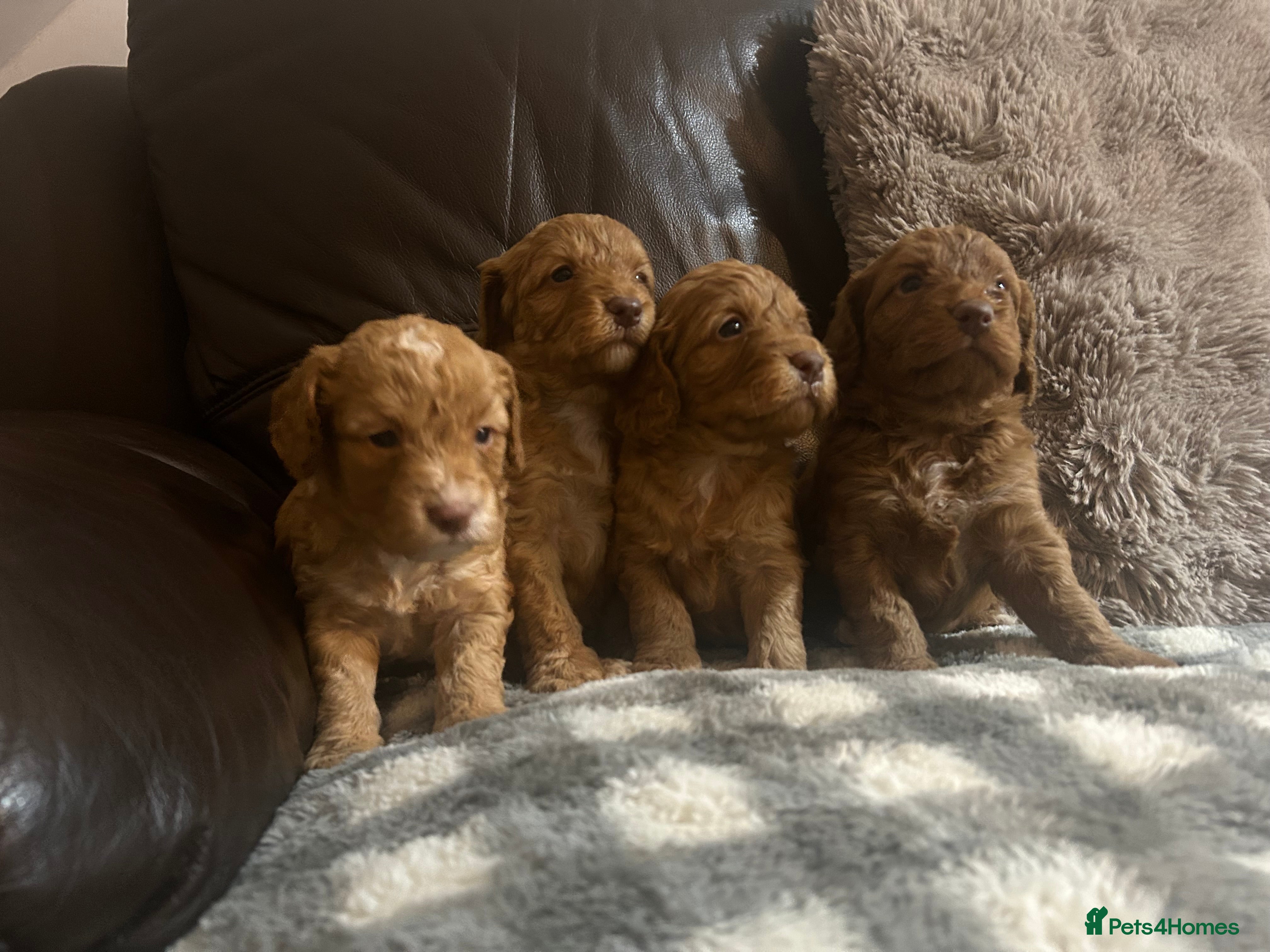 Cockapoo dogs ⭐️Stunning F1 cockapoo puppies⭐️ - Advert 6