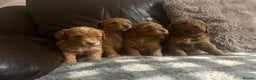 Cockapoo dogs for sale: ⭐️Stunning F1 cockapoo puppies⭐️ - Advert 1