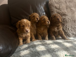 Cockapoo dogs ⭐️Stunning F1 cockapoo puppies⭐️ - Advert 1