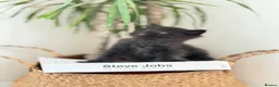 Mixed Breed cats for sale: ❗️Urgent❗️Ragdoll & British Longhair Mix Kittens - Advert 16