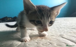 Mixed Breed cats for sale: Very frendly kittens - Image 6
