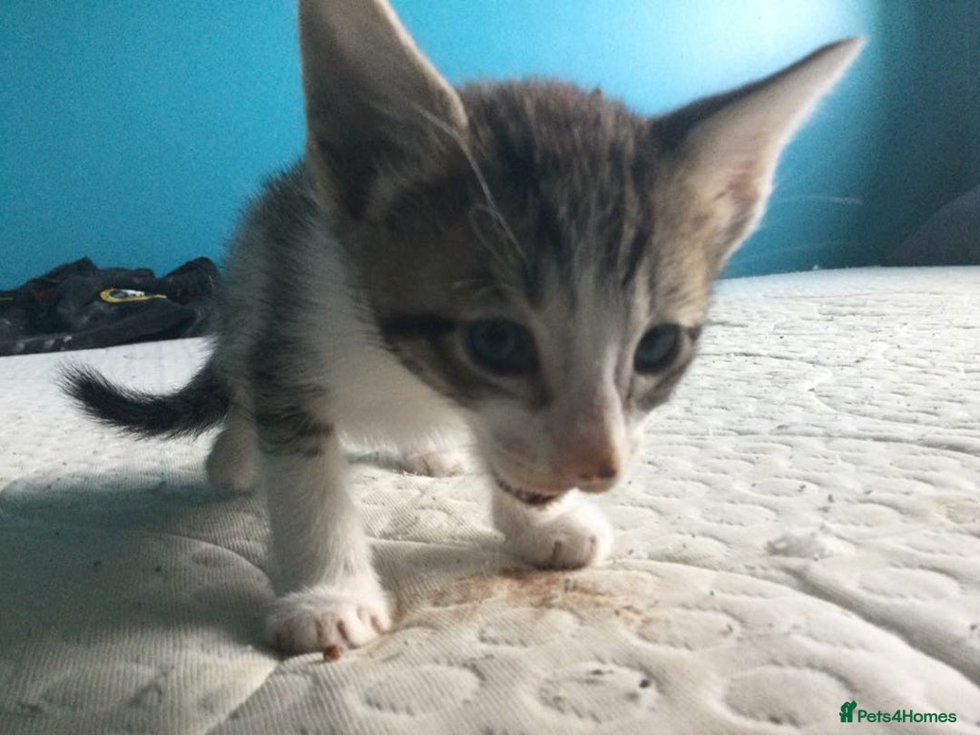 Mixed Breed cats for sale: Very frendly kittens - Image 6