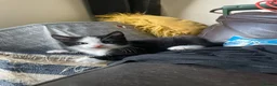 Mixed Breed cats for sale: Beautiful Kittens for Sale - Advert 12