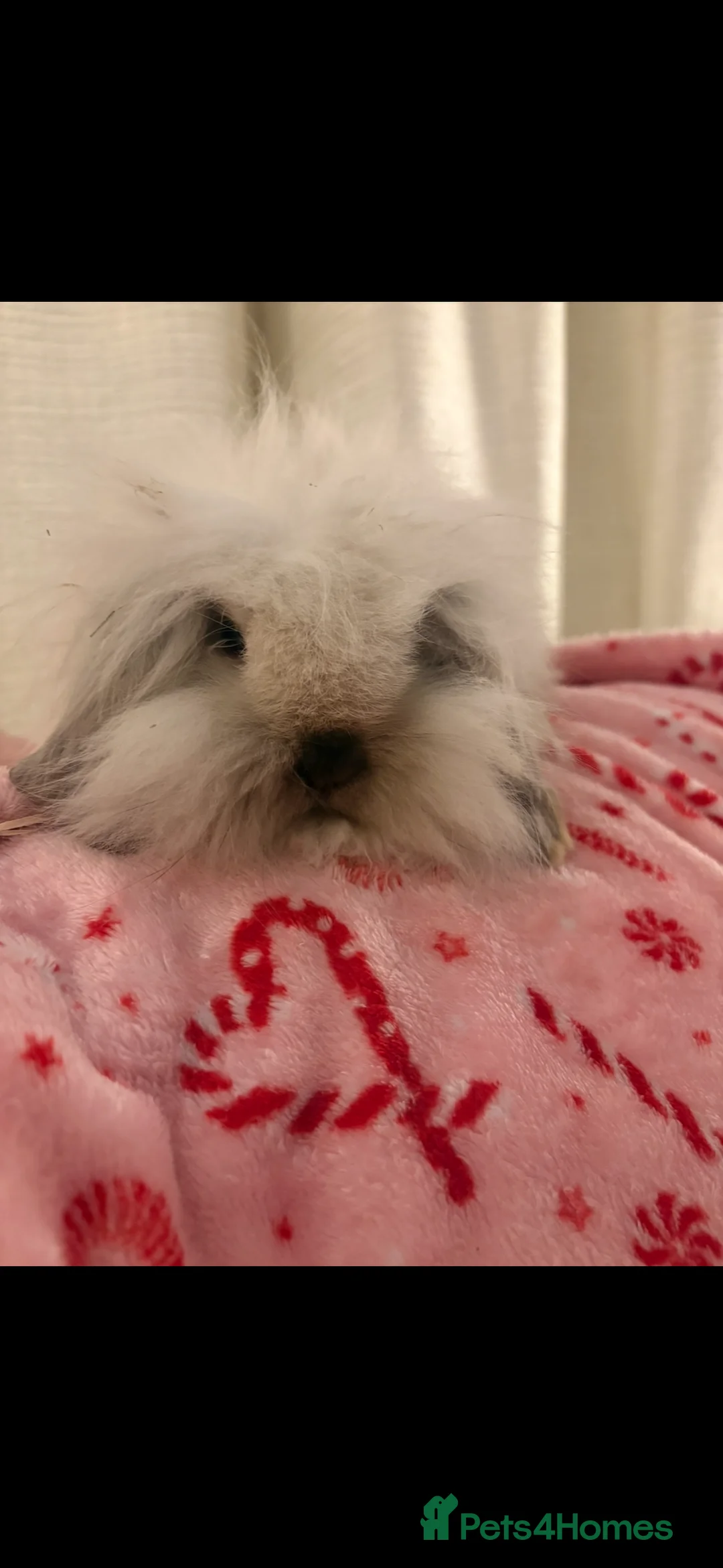 Mini Lion Lop rabbits for sale: Gorgeous Fluffy Double Mane mini lion lop bunny’s  - Advert 13