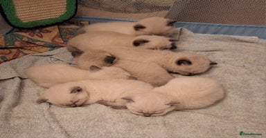 British Shorthair cats - Advert 15