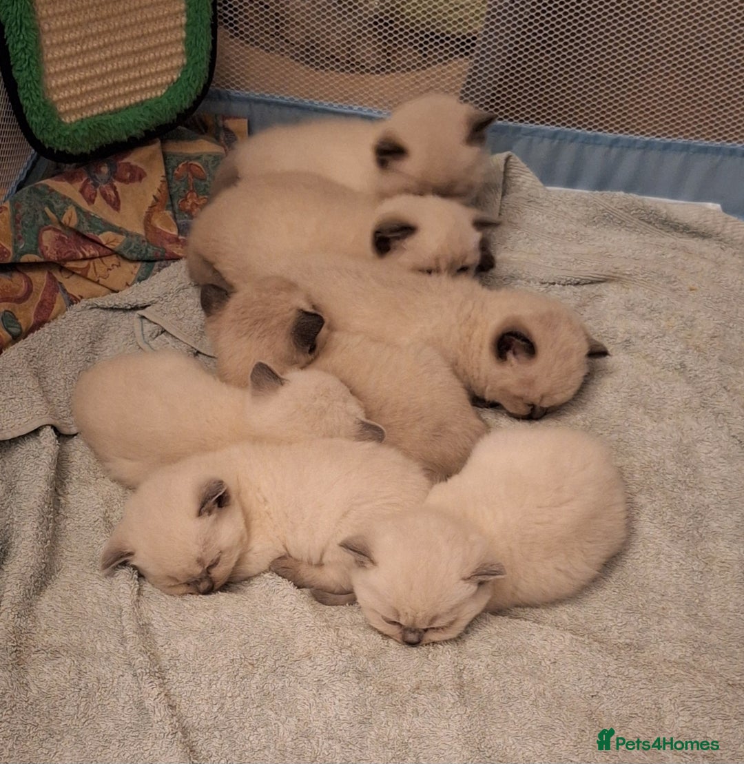 British Shorthair cats for sale: 5 gorgeous kittens available  - Image 2