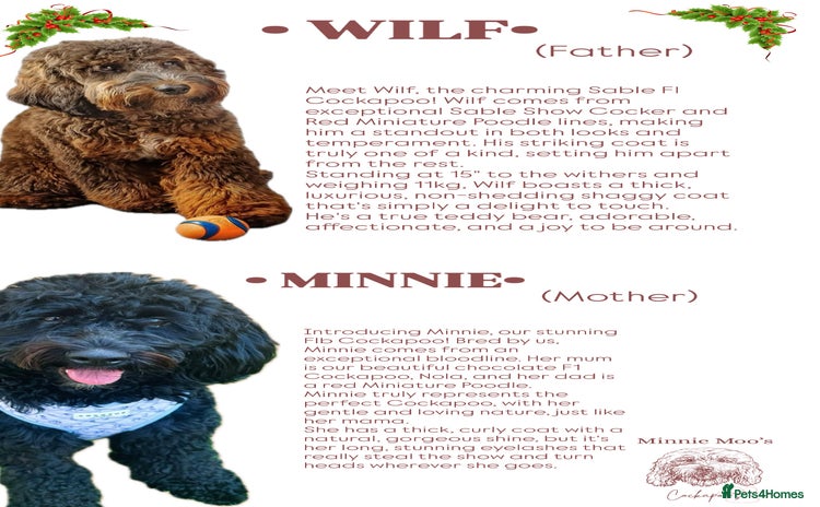 Cockapoo dogs - Advert 1