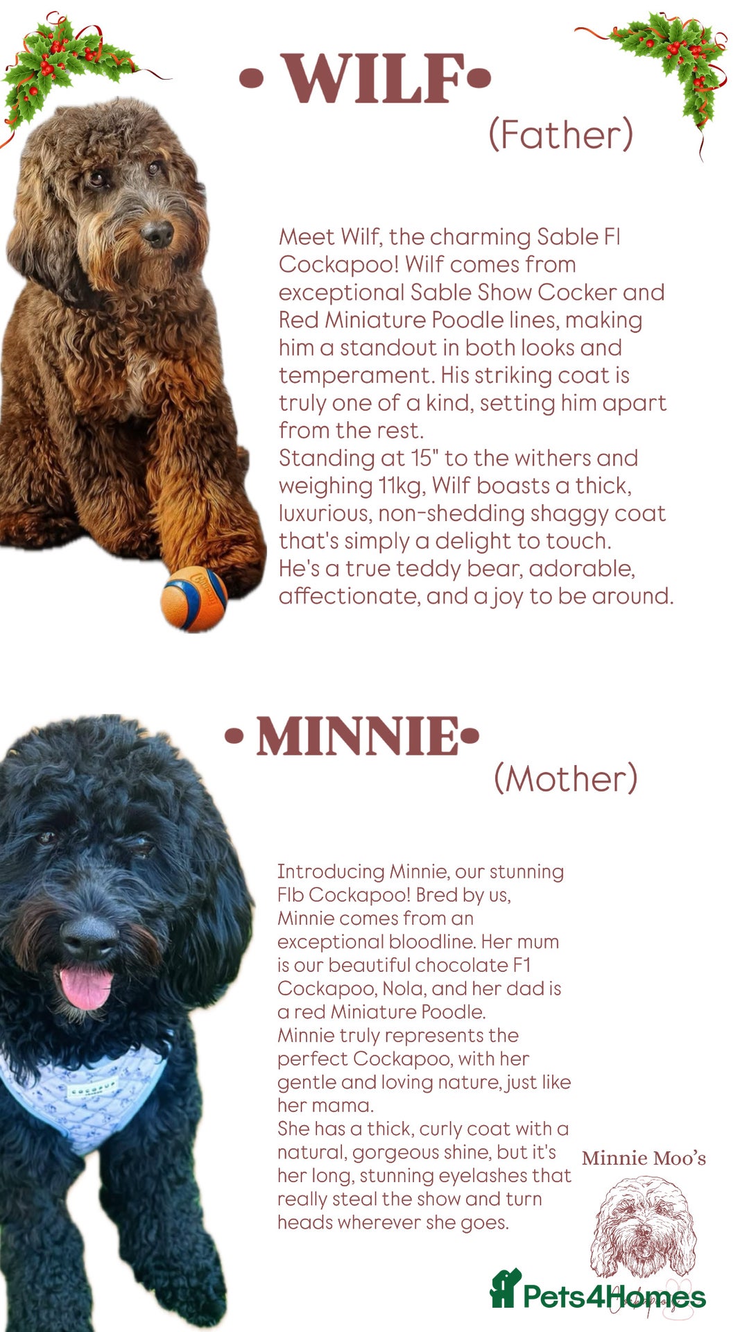 Cockapoo dogs for sale: CHAMPION COCKAPOO’S - WAITLIST - Image 1