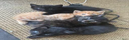 Mixed Breed cats for sale: Gorgeous little kittens - Advert 7