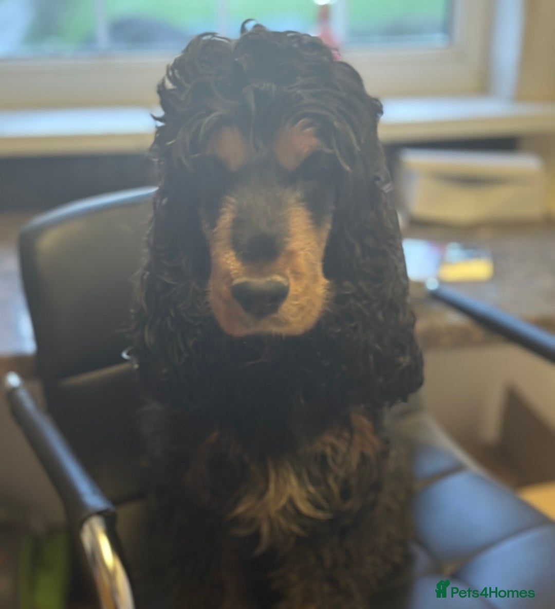 Cocker Spaniel dogs for sale: Stunning show cocker spaniels  - Advert 4