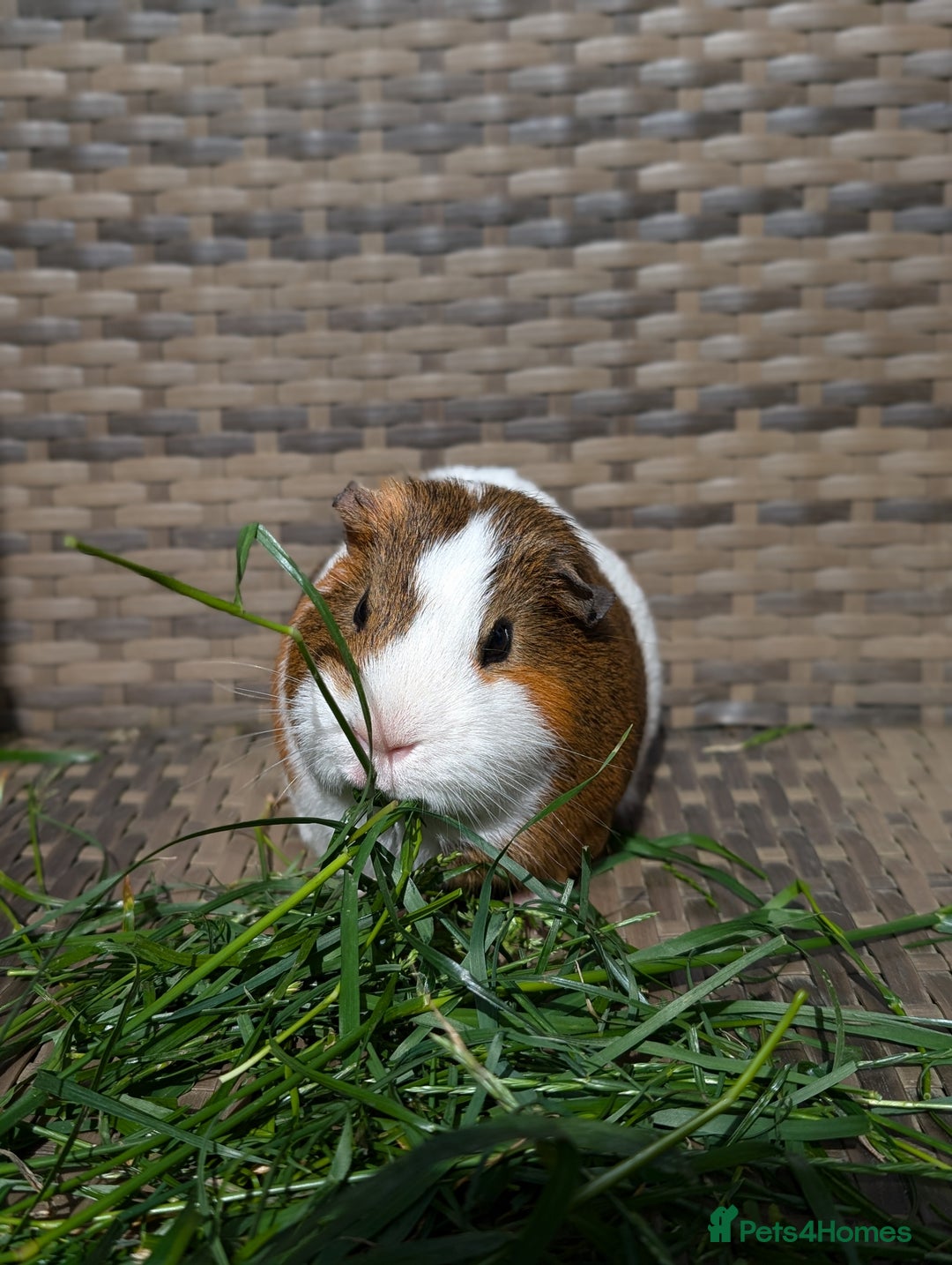 Guinea Pig rodents for sale: 3 male guinea pigs. Desperately need a new home!  - Image 6