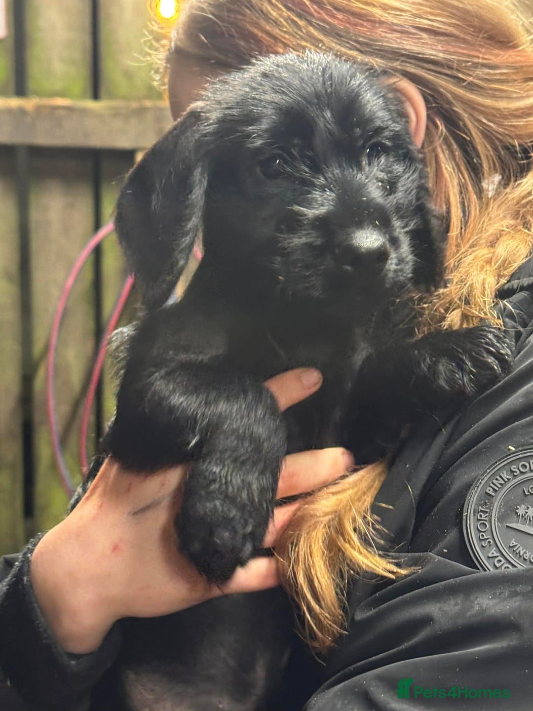 Mixed Breed dogs for sale: Adorable pups looking for new home  - Advert 4