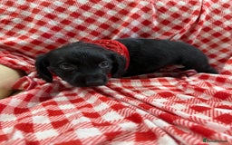 Cocker Spaniel dogs for sale: 2 black working cocker spaniel pups  - Image 3