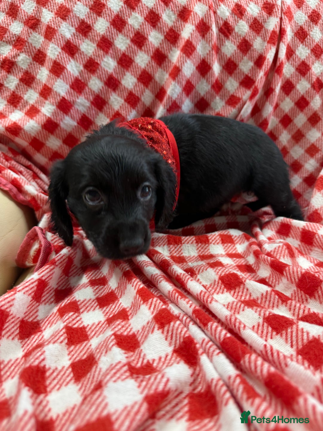 Cocker Spaniel dogs for sale: 2 black working cocker spaniel pups  - Image 3