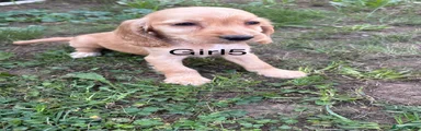 Cocker Spaniel girl5