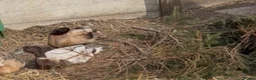 Ducks poultry for sale: Inseparable Campbell-Runner Drakes Adoption:Urgent - Advert 2
