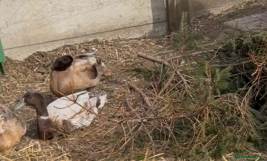 Ducks poultry for sale: Inseparable Campbell-Runner Drakes Adoption:Urgent - Advert 2