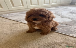 Cavapoo dogs for sale: !Ready now! F1 cavapoos kc reg parents - Image 7