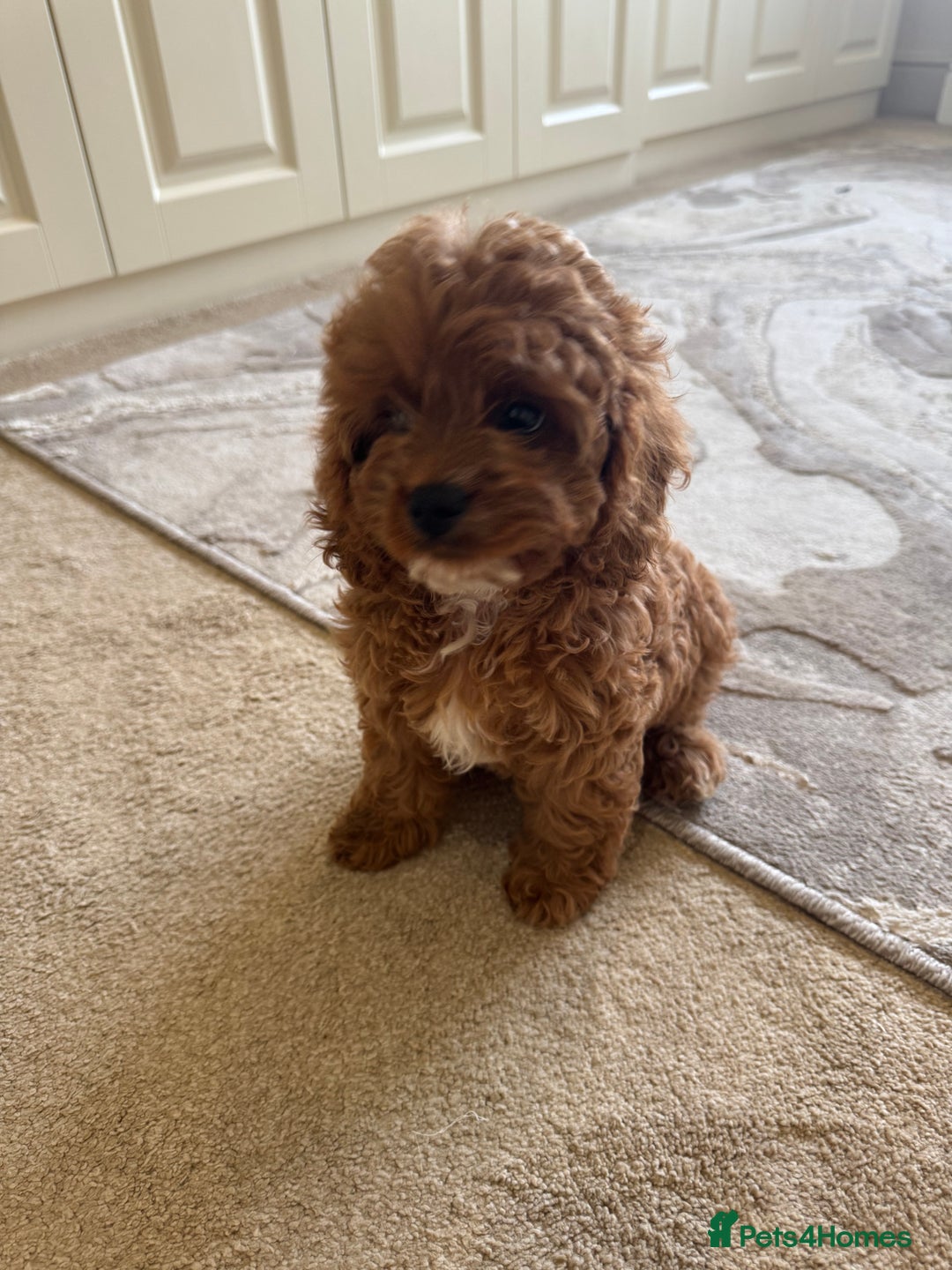 Cavapoo dogs for sale: !Ready now! F1 cavapoos kc reg parents - Image 7