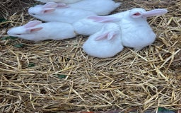 New Zealand rabbits for sale: New zealand white Baby rabbits 5weeksold  for sale - Image 2