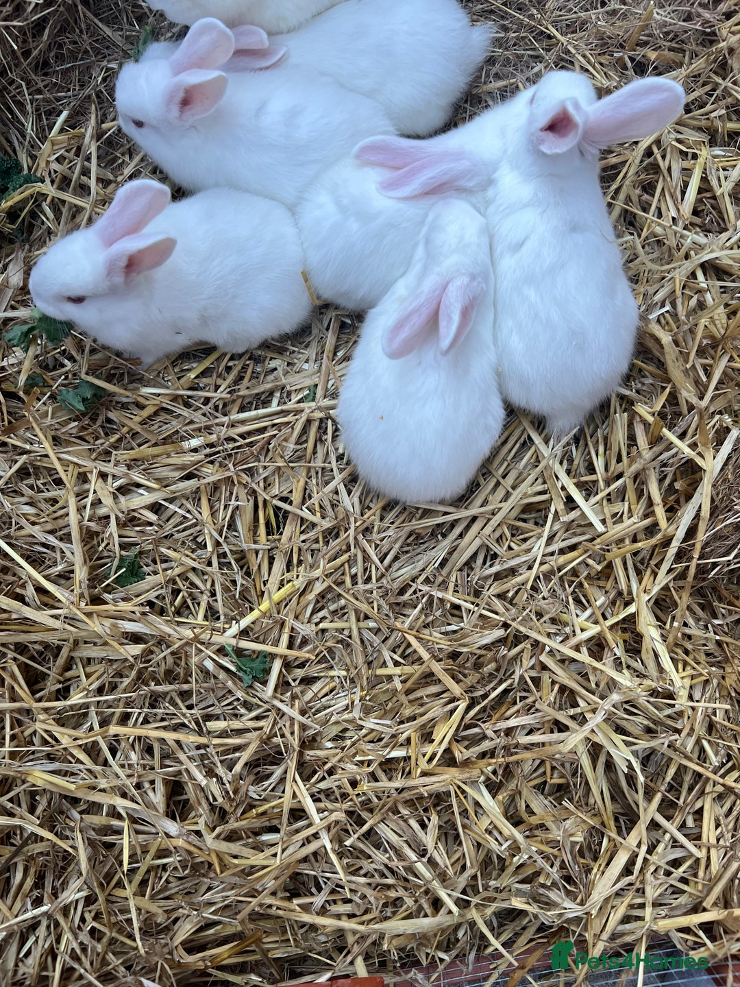 New Zealand rabbits for sale: New zealand white Baby rabbits 5weeksold  for sale - Image 2