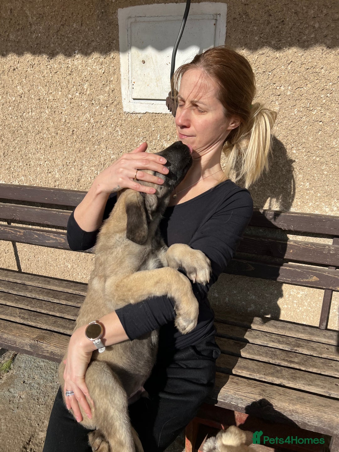 Anatolian Shepherd dogs for sale: Malakli Puppies - Image 28