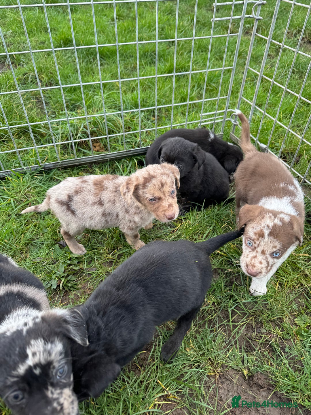 Mixed Breed dogs for sale: 🔥 collie x Labrador pups 🔥 - Advert 6