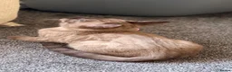 Bengal cats for sale: TICA registered Seal Solid Silver Mink Bengals - Advert 17