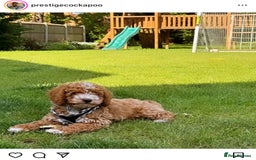 Cavapoo dogs for sale: Extensively Health Tested F1b Cavapoo Puppies  - Advert 11
