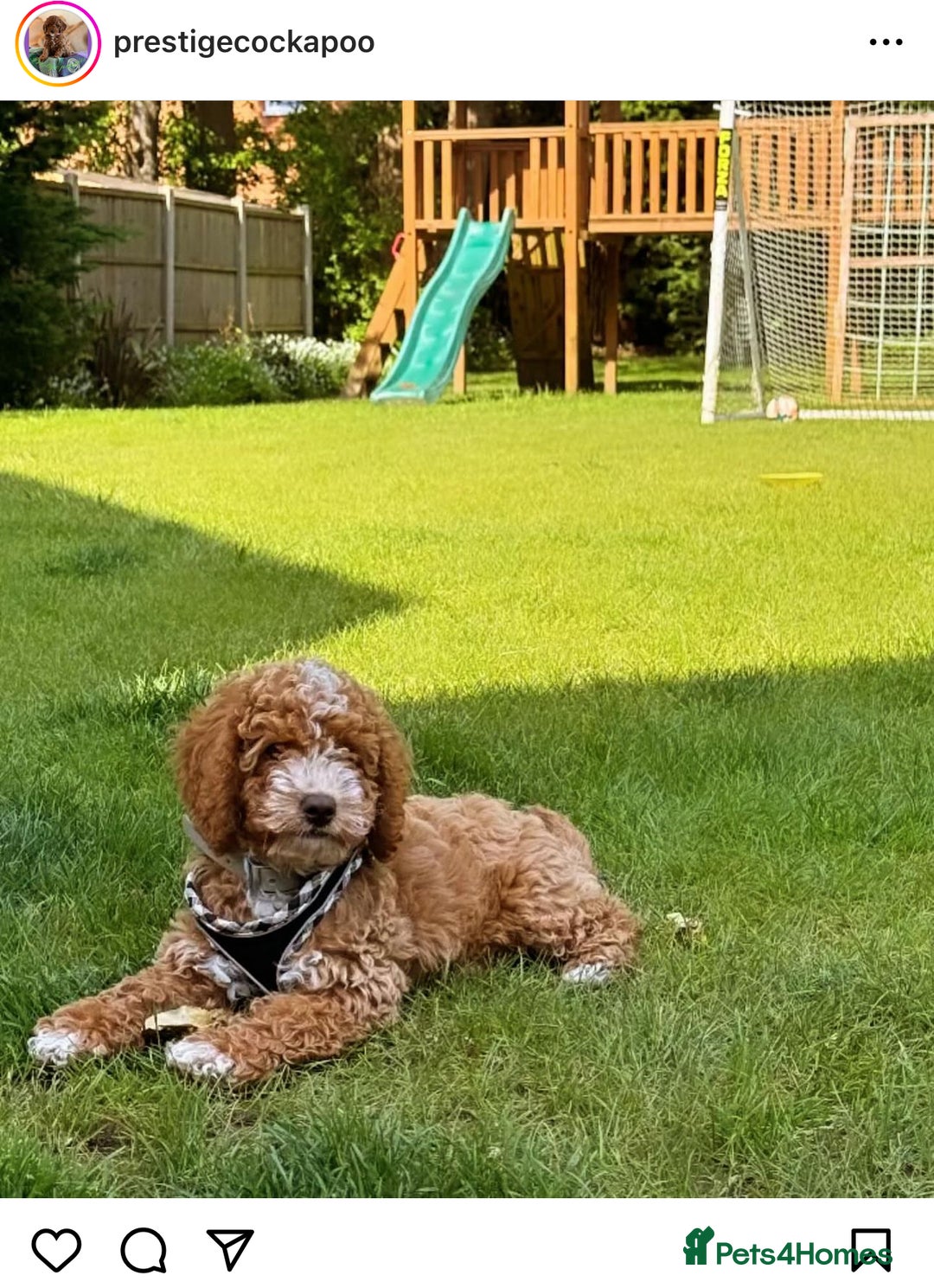 Cavapoo dogs for sale: Extensively Health Tested F1b Cavapoo Puppies  - Advert 11